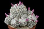 Mammillaria Humboldtii D. 9 € 35